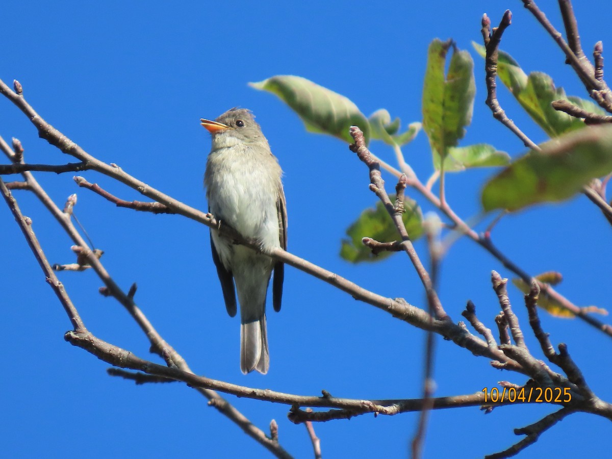 Eastern Wood-Pewee - ML642924860