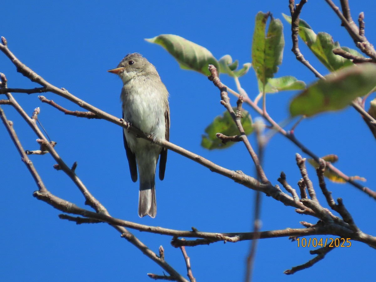 Eastern Wood-Pewee - ML642924861
