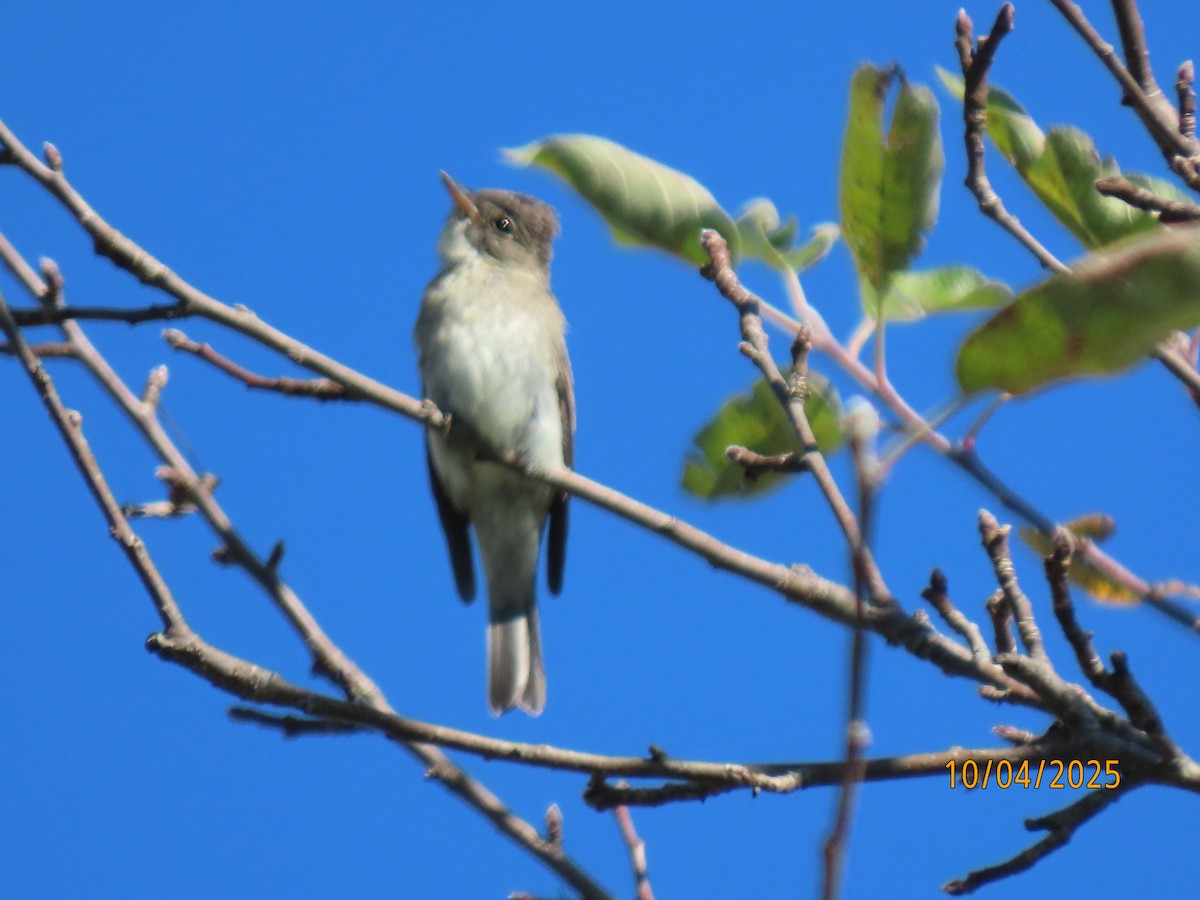Eastern Wood-Pewee - ML642924862