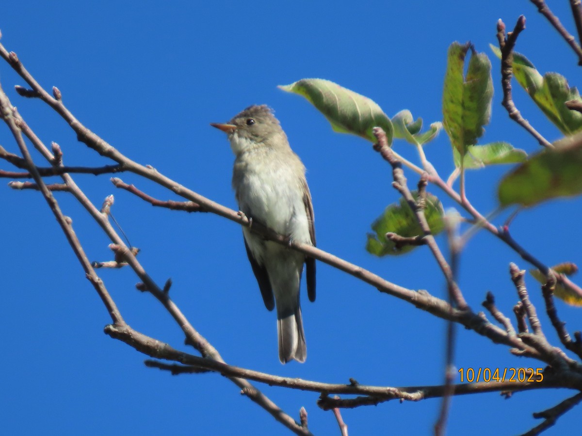 Eastern Wood-Pewee - ML642924863