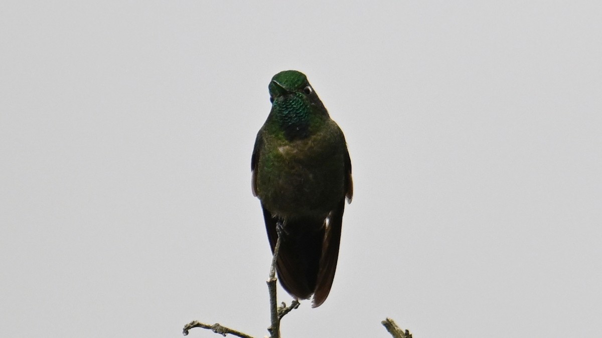 Tyrian Metaltail - ML642924868