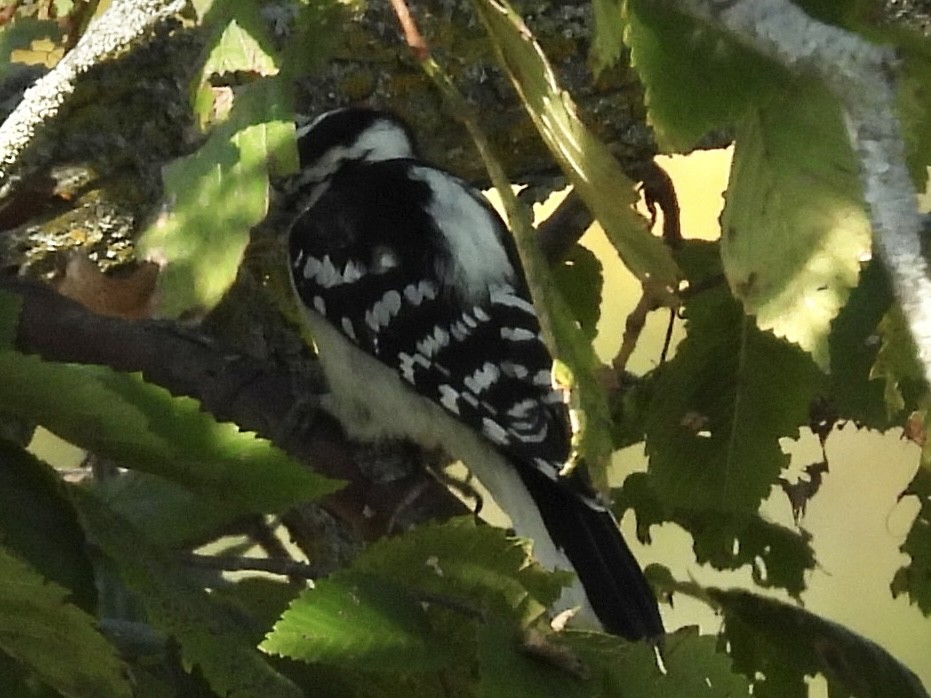 Downy Woodpecker - ML642924872