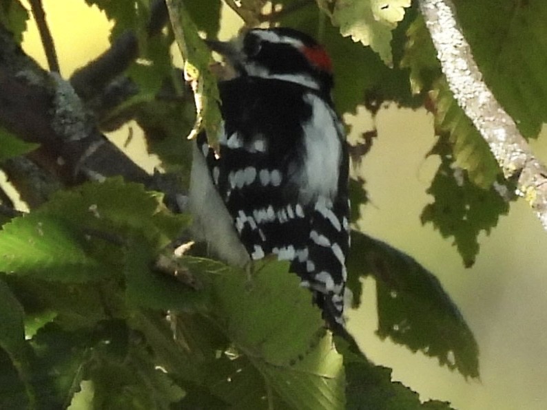 Downy Woodpecker - ML642924873