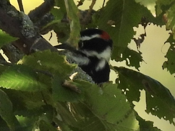 Downy Woodpecker - ML642924874