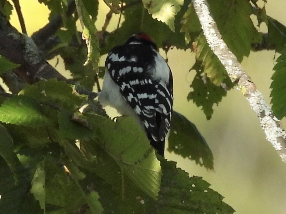 Downy Woodpecker - ML642924875