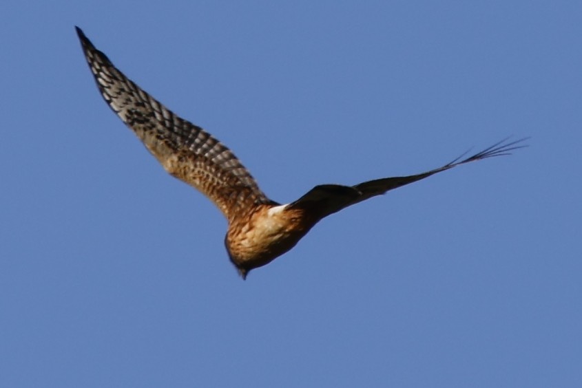 Northern Harrier - ML642924881