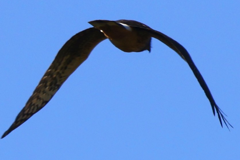 Northern Harrier - ML642924882