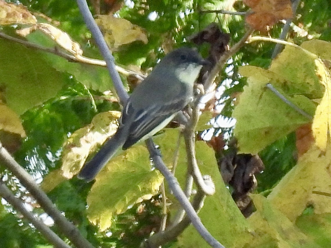 Eastern Phoebe - ML642924884