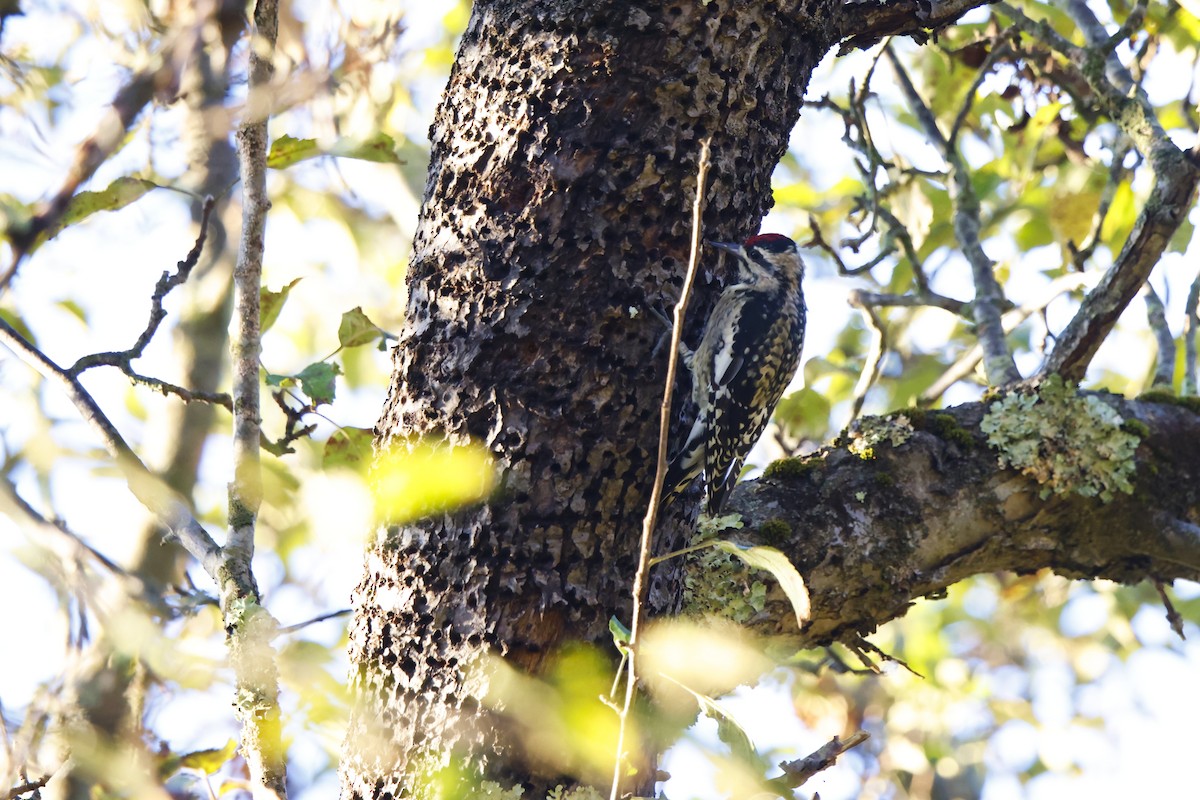 Yellow-bellied Sapsucker - ML642924886