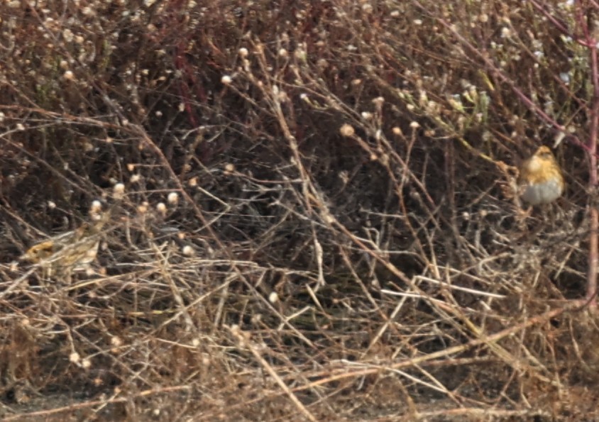 Nelson's Sparrow - ML642924888