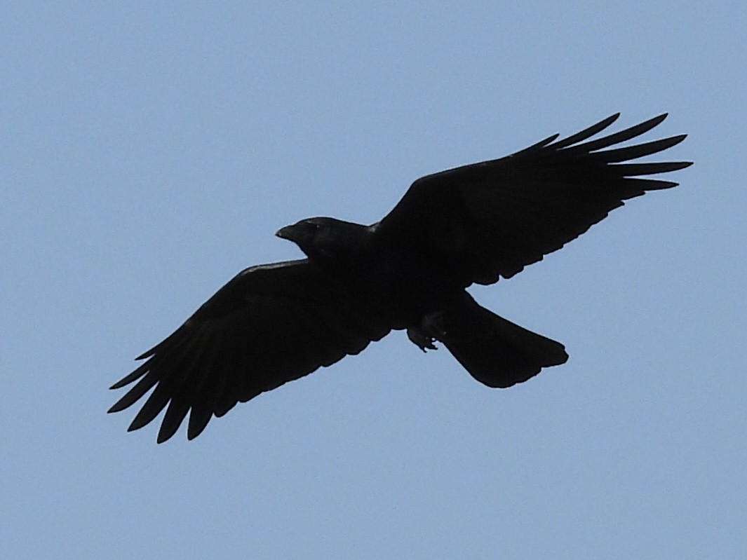 American Crow - ML642924889