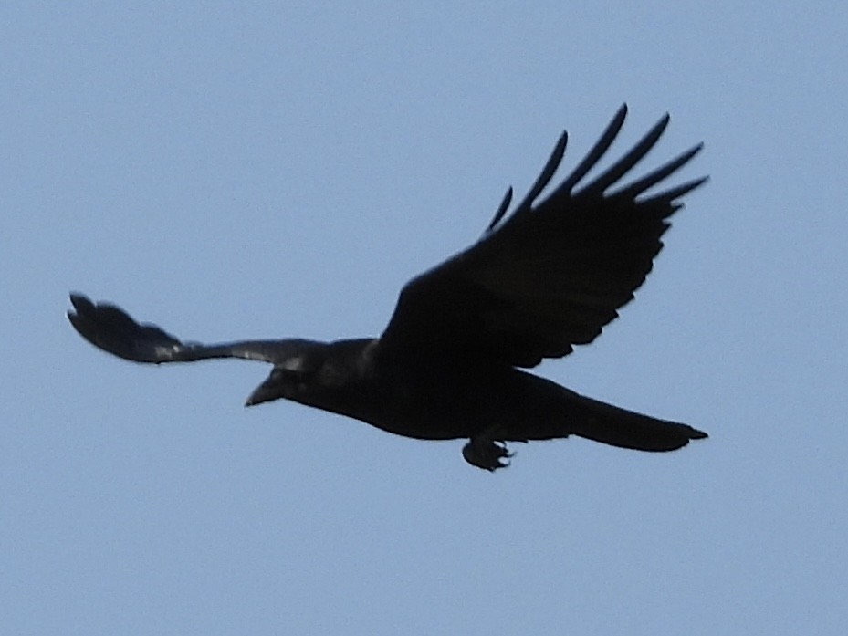 American Crow - ML642924890