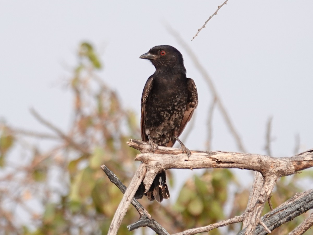 Fork-tailed Drongo (Clancey's) - ML642924912