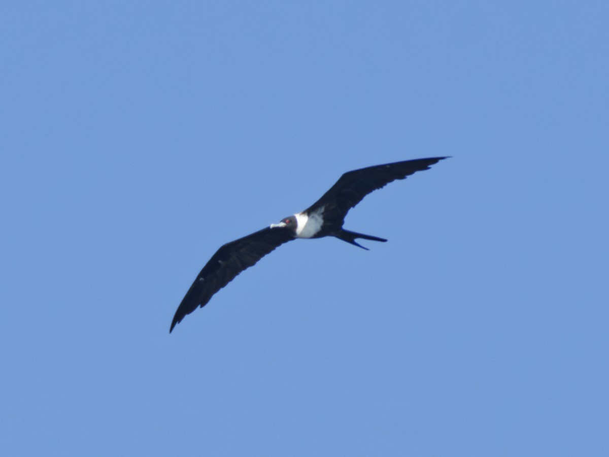 Fragata txikia - ML642924925