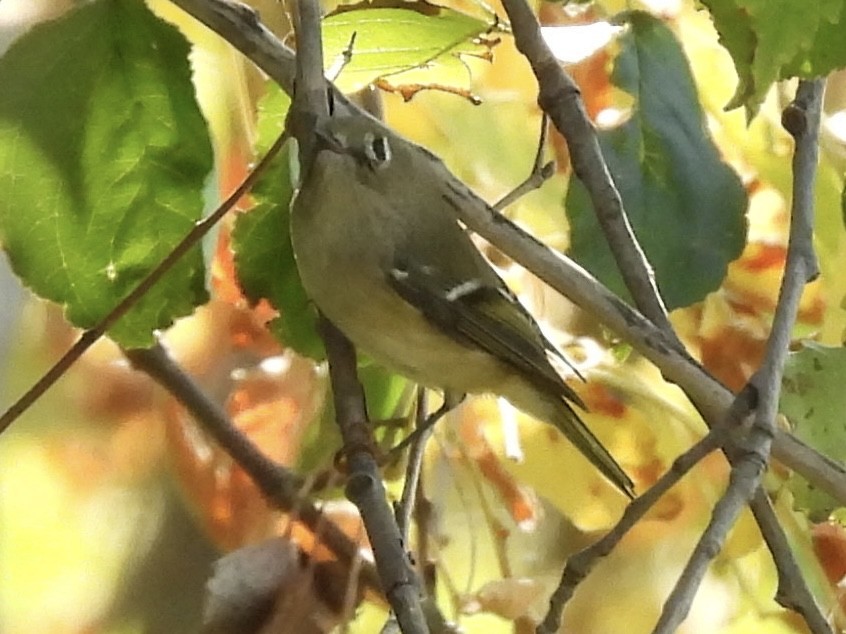 Ruby-crowned Kinglet - ML642924930