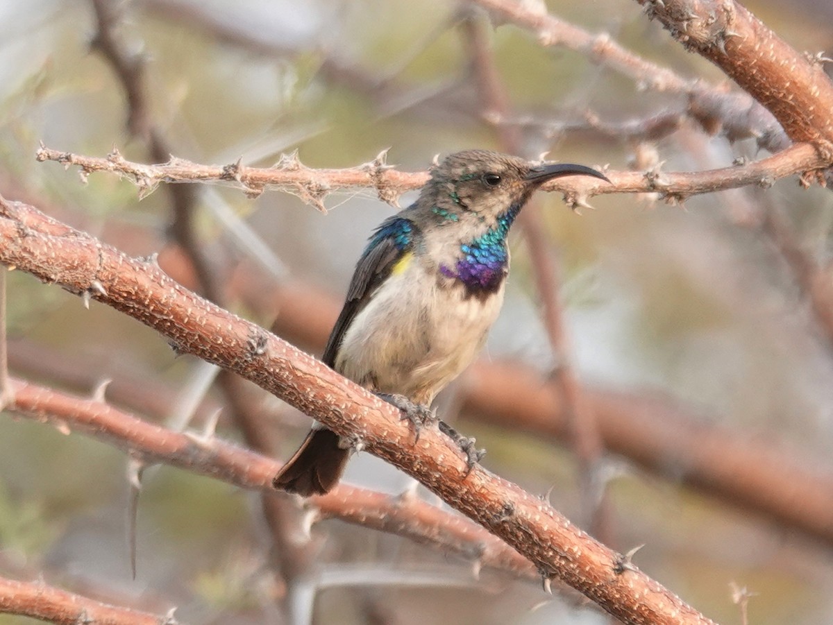 White-bellied Sunbird - ML642924933