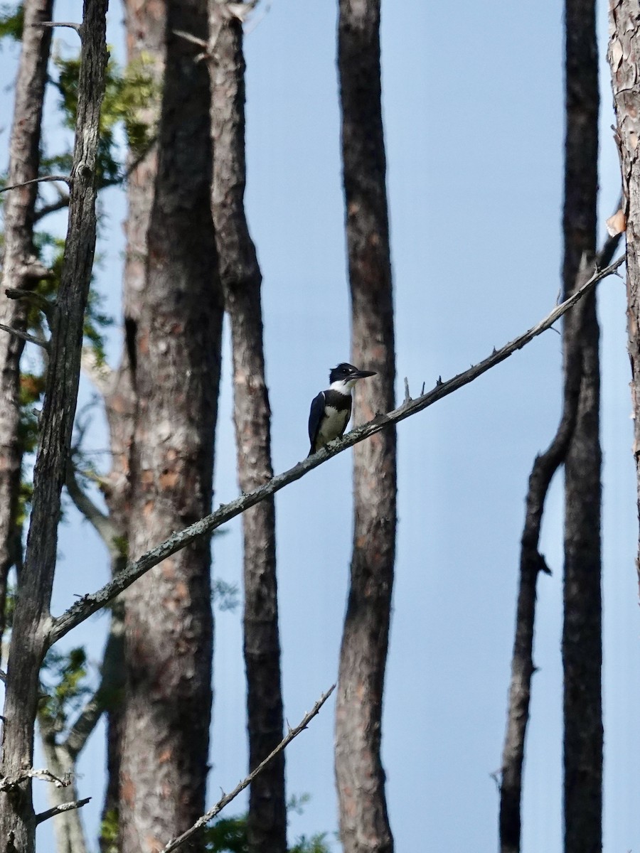 Belted Kingfisher - ML642924934