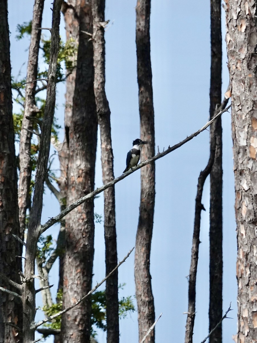 Belted Kingfisher - ML642924935