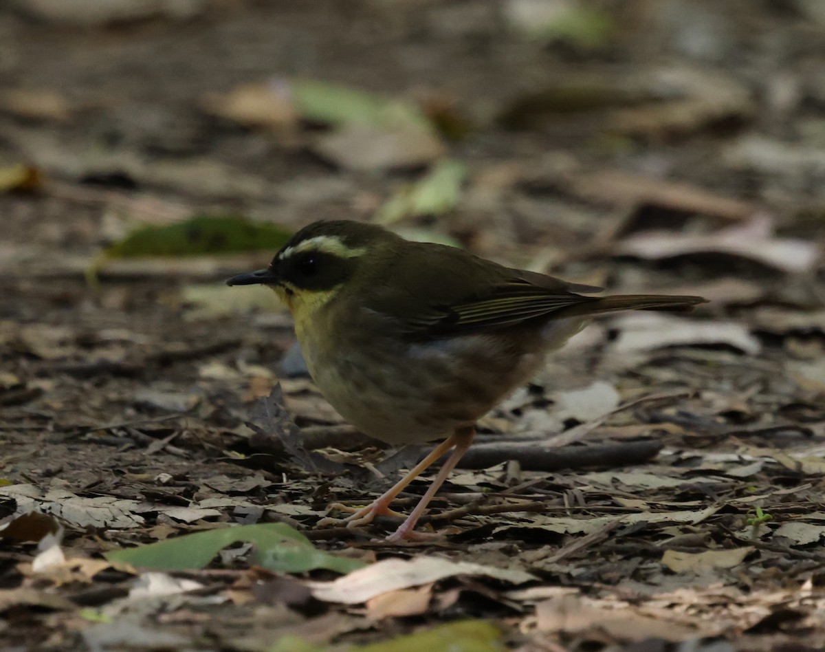 Yellow-throated Scrubwren - ML642924936