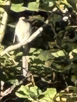 Black-billed Cuckoo - ML642924941