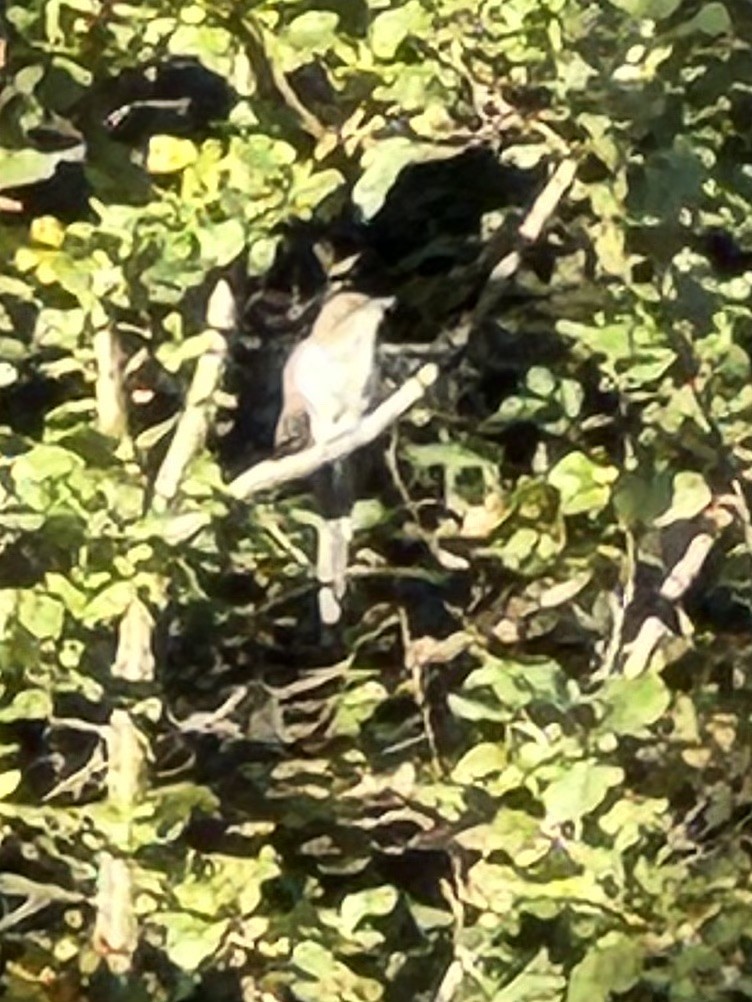 Black-billed Cuckoo - ML642924942