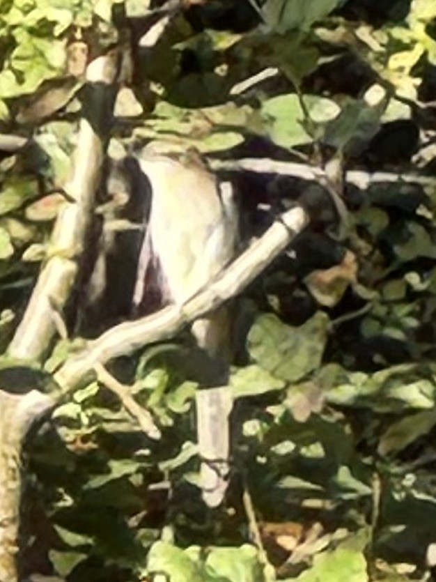 Black-billed Cuckoo - ML642924943