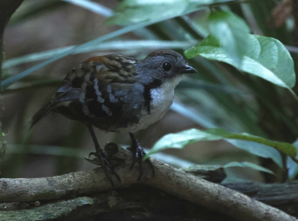 Australian Logrunner - ML642924945