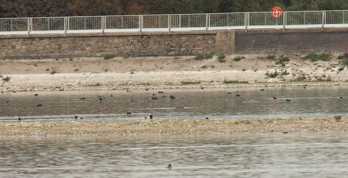 potáplice malá - ML642924969