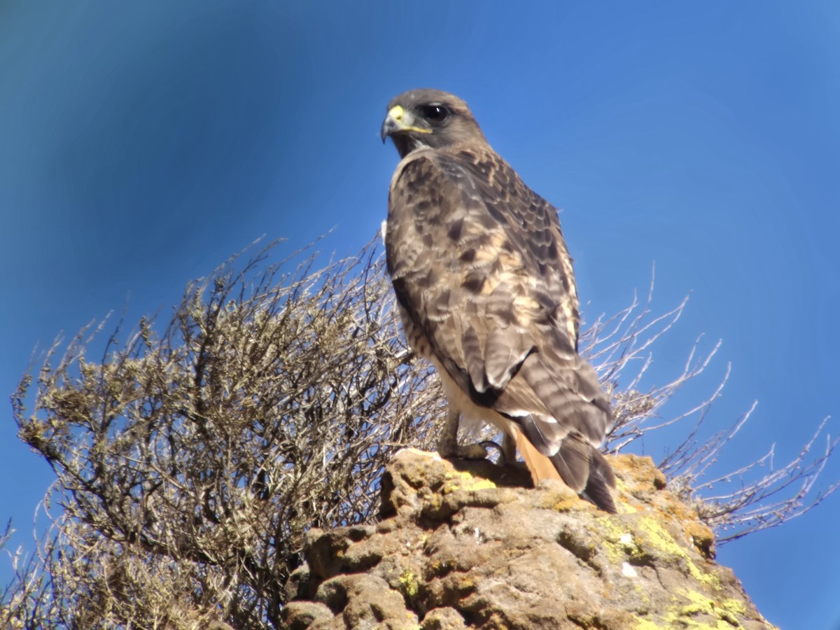 Red-tailed Hawk - ML642924974