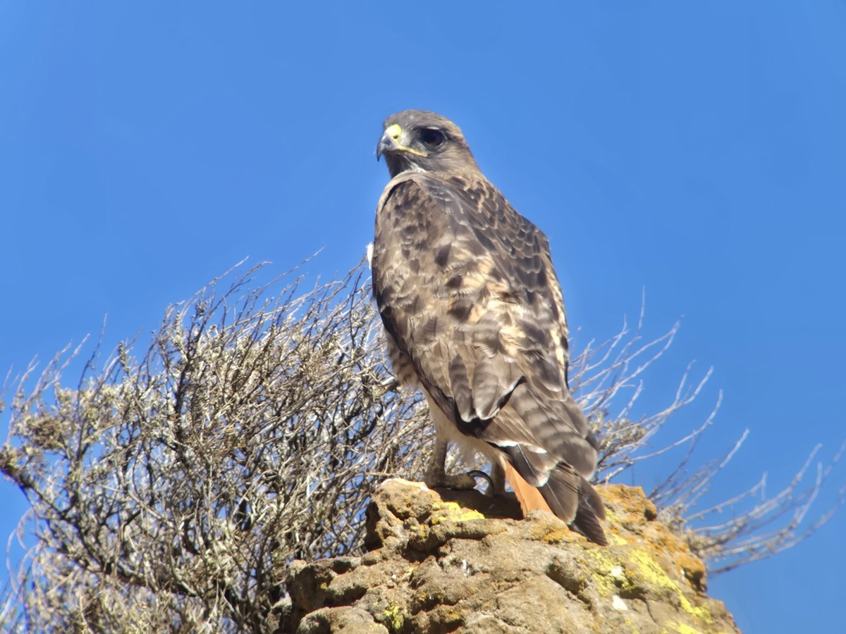 Red-tailed Hawk - ML642924975