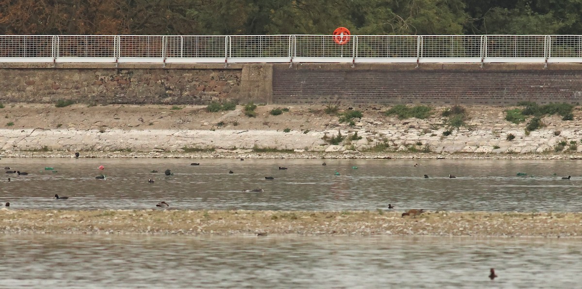 potáplice malá - ML642924980