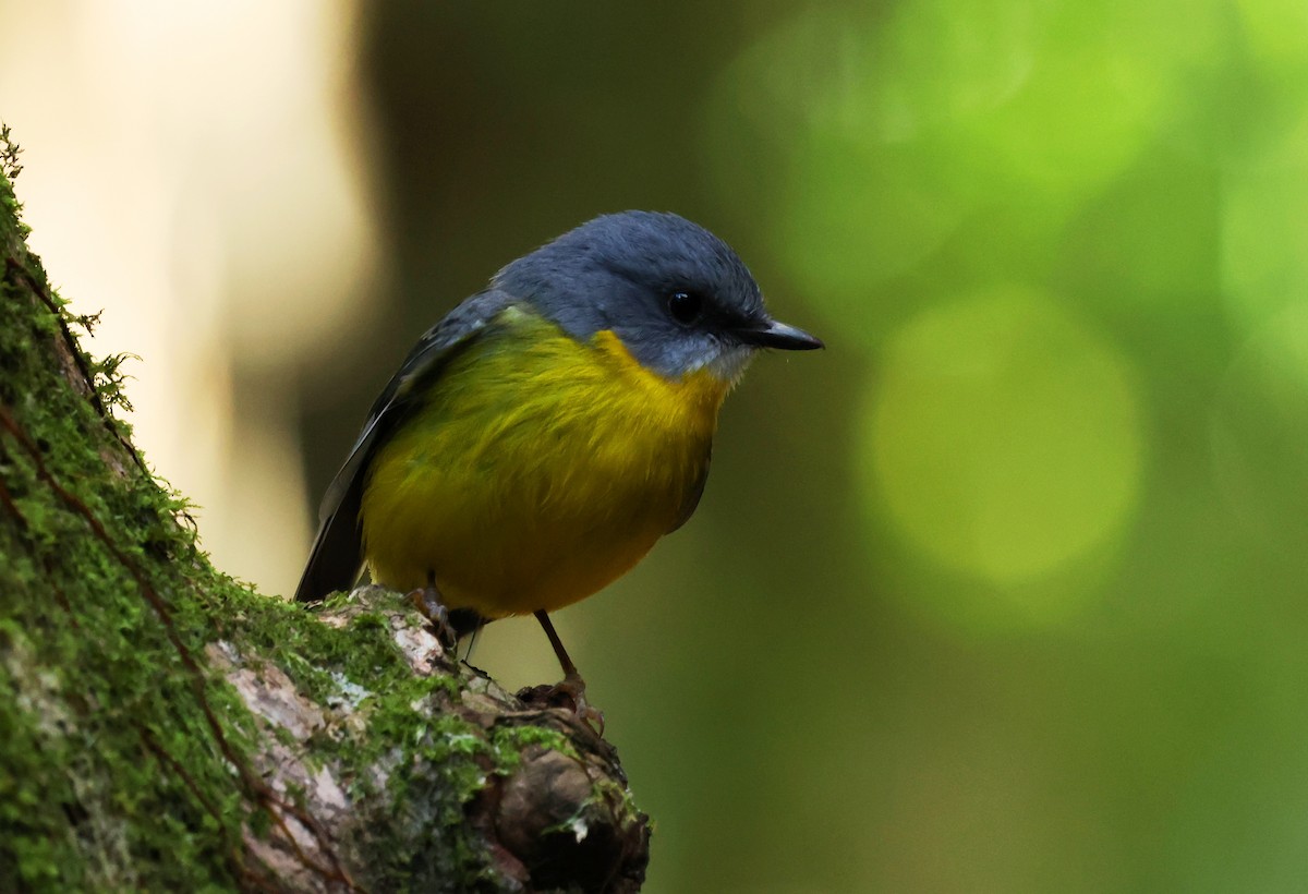 Eastern Yellow Robin - ML642924981