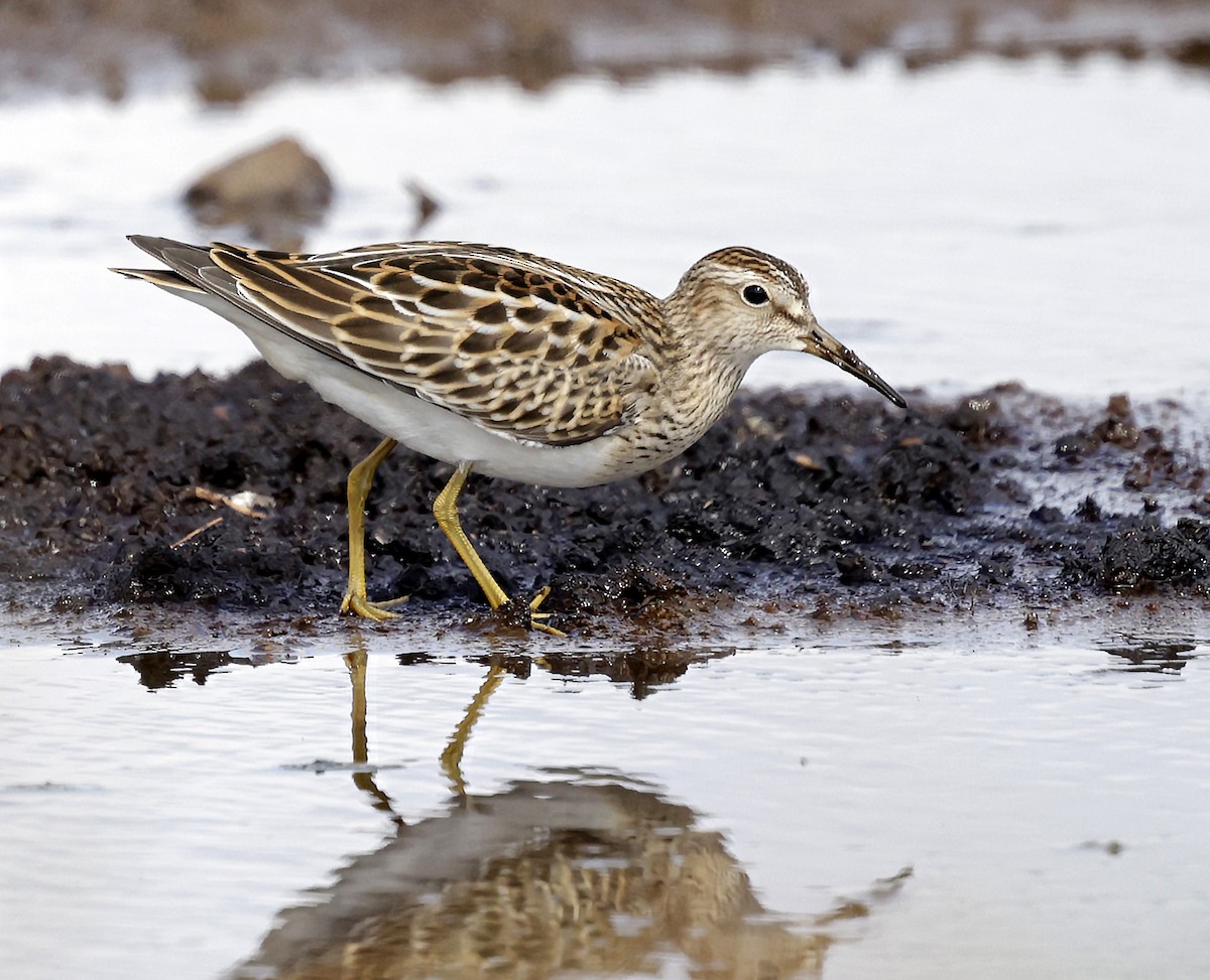 Pectoral Sandpiper - ML642924989