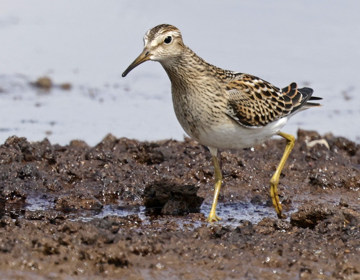 Pectoral Sandpiper - ML642924990