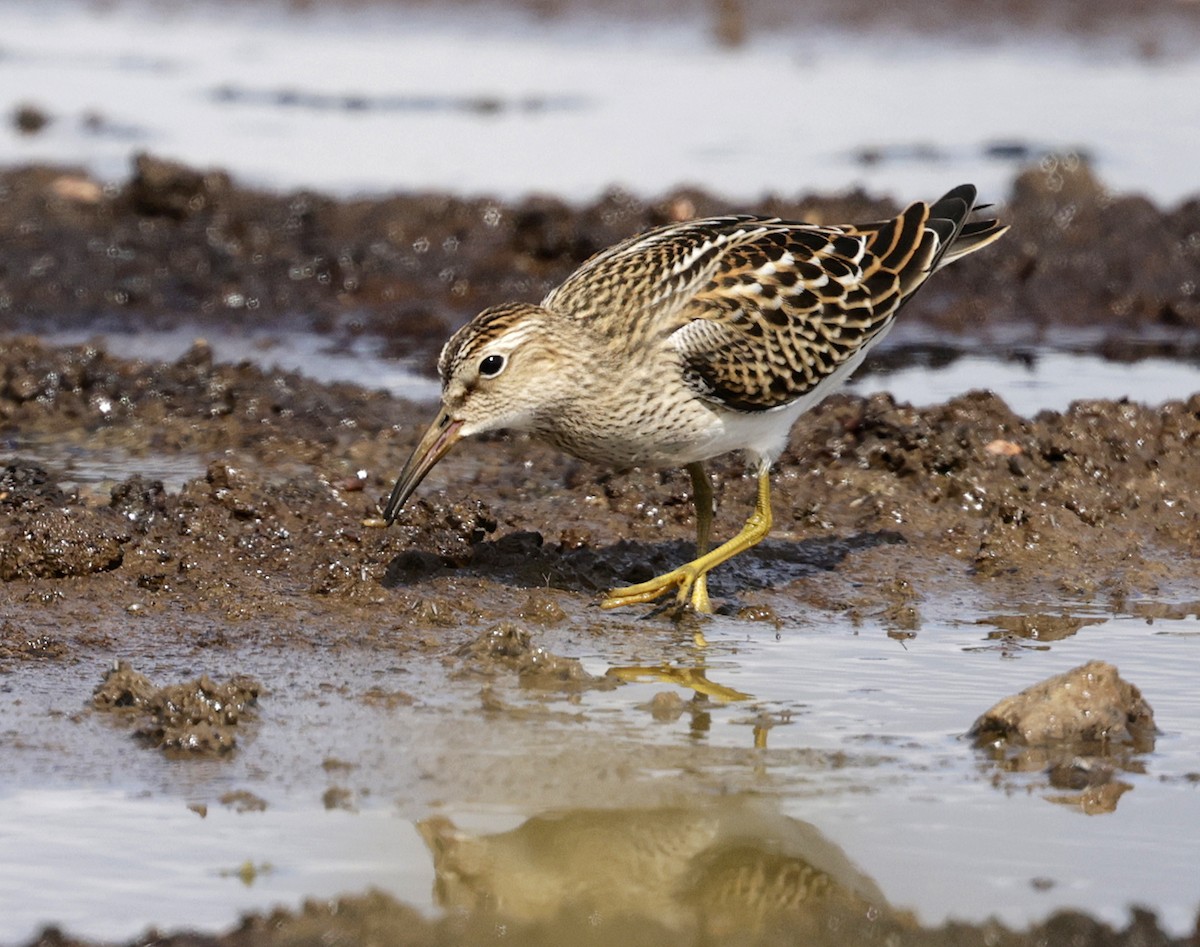 Pectoral Sandpiper - ML642924993