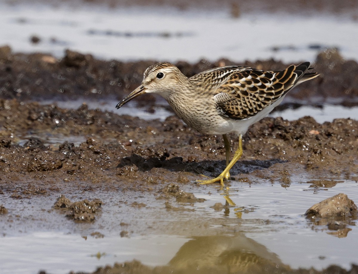 Pectoral Sandpiper - ML642924999