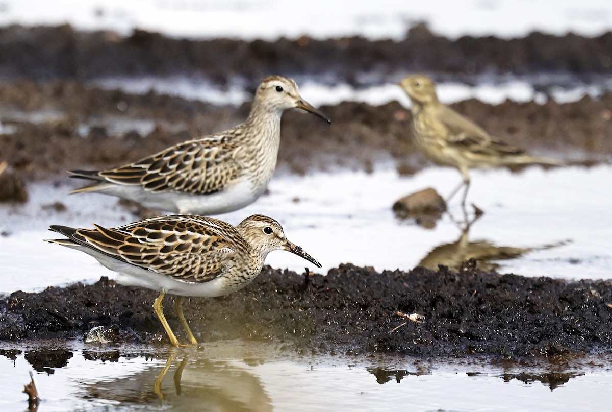 Pectoral Sandpiper - ML642925000
