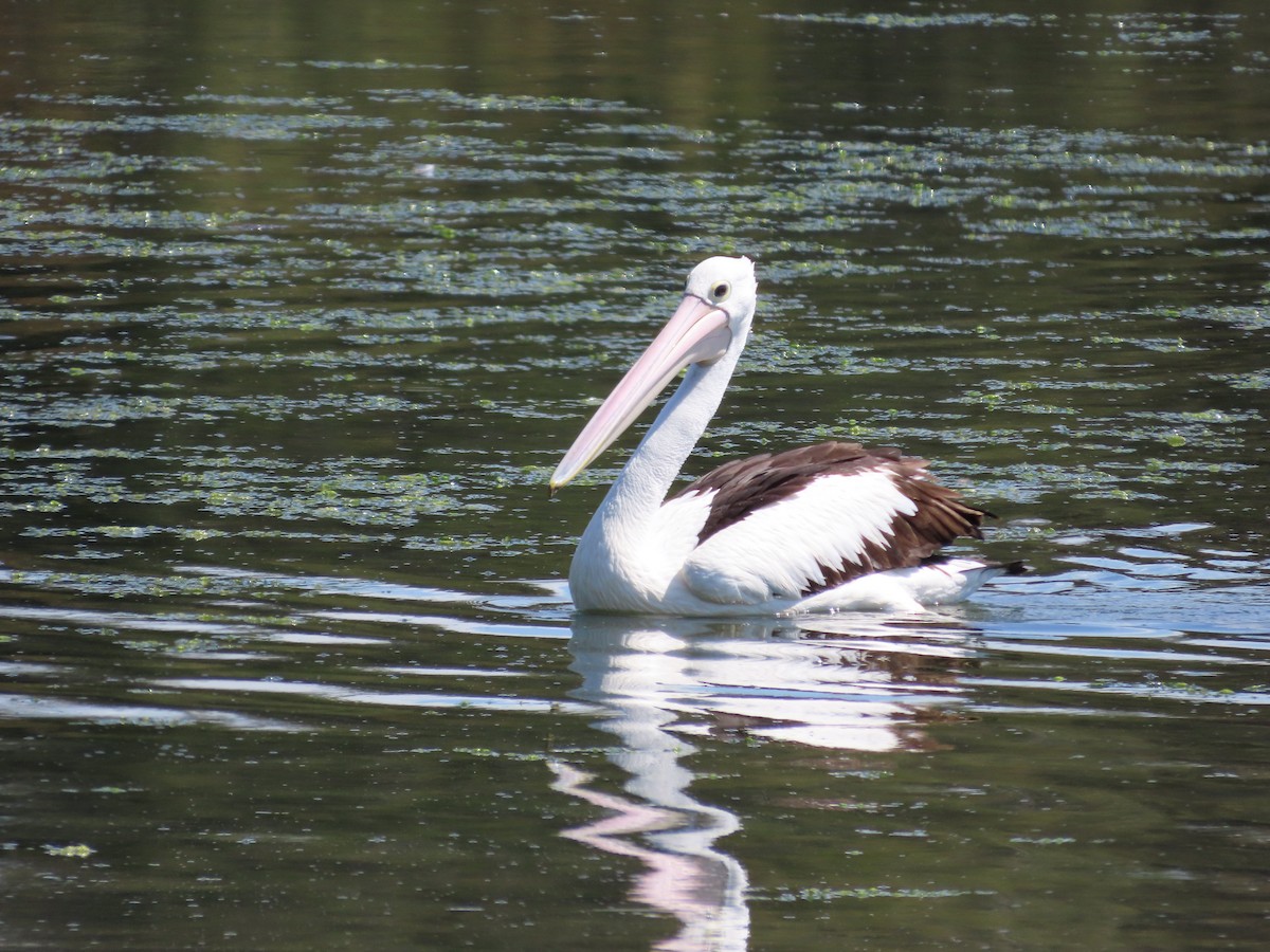 Australian Pelican - ML642925005