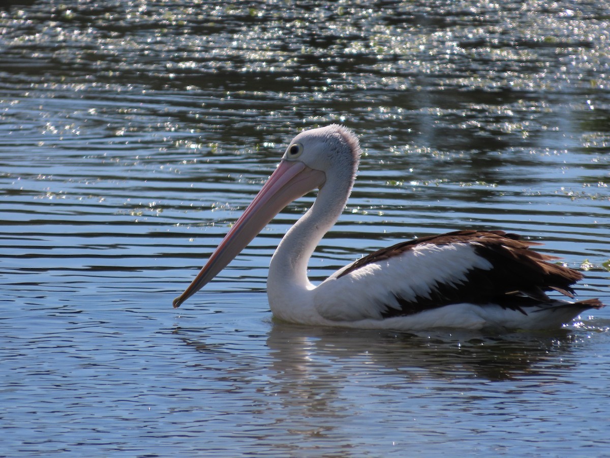 Australian Pelican - ML642925006