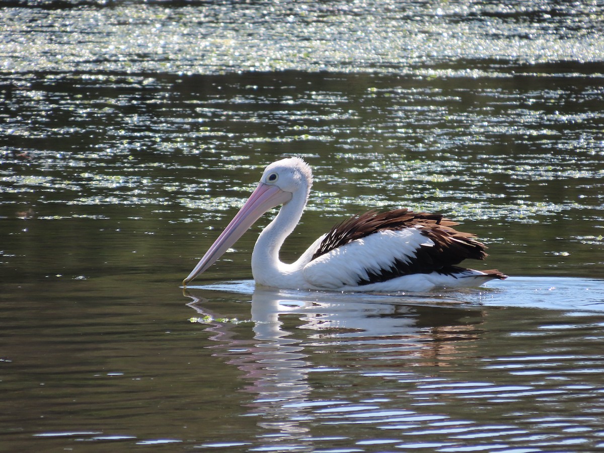 Australian Pelican - ML642925007