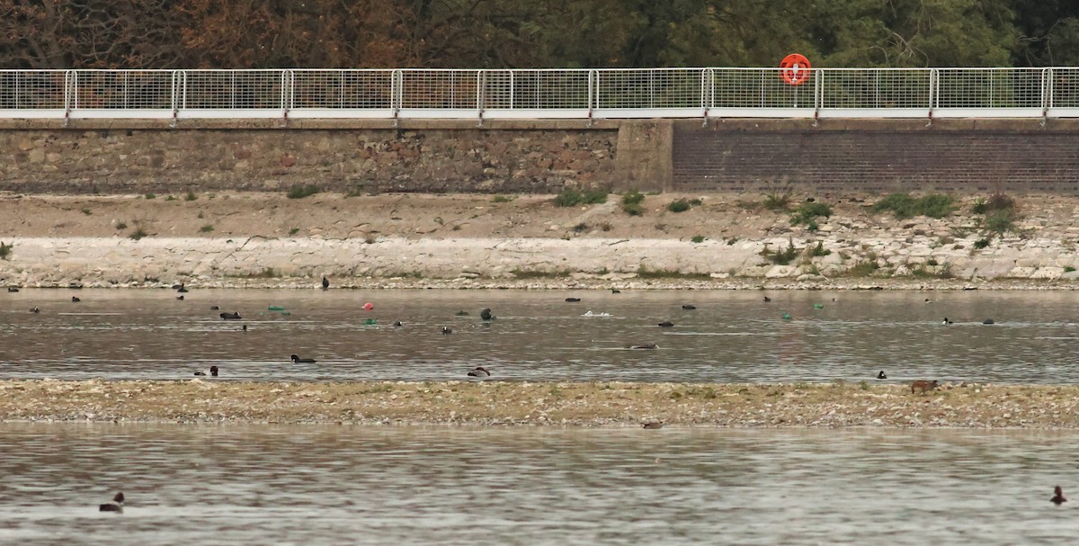 potáplice malá - ML642925009