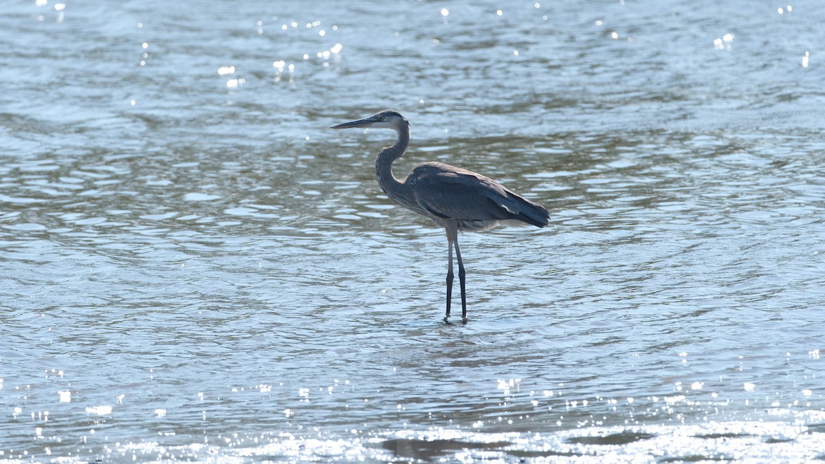 Great Blue Heron - ML642925012