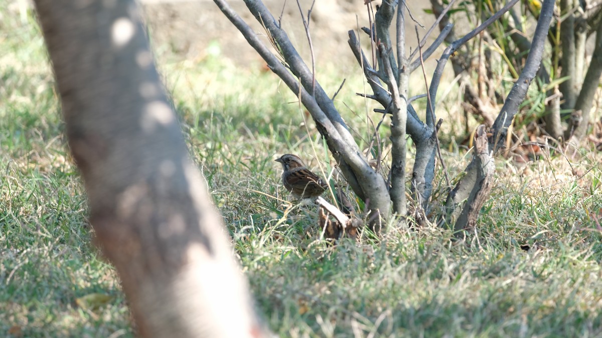 Swamp Sparrow - ML642925017