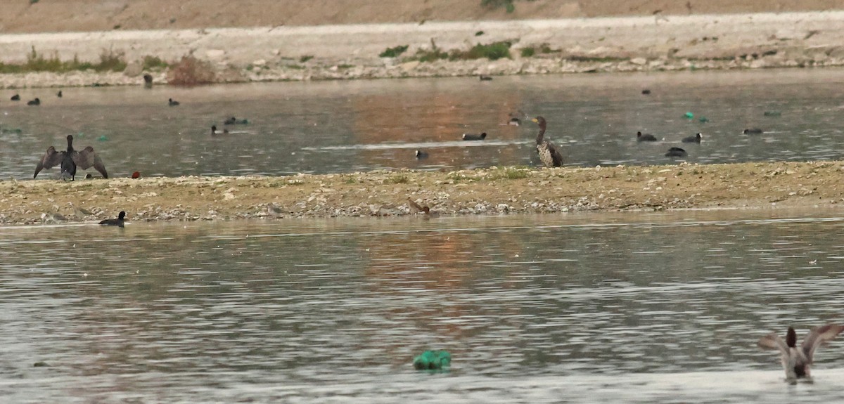 vodouš tmavý - ML642925023