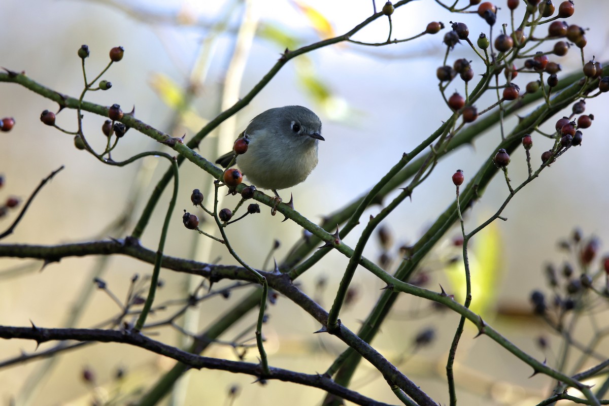 Ruby-crowned Kinglet - ML642925029