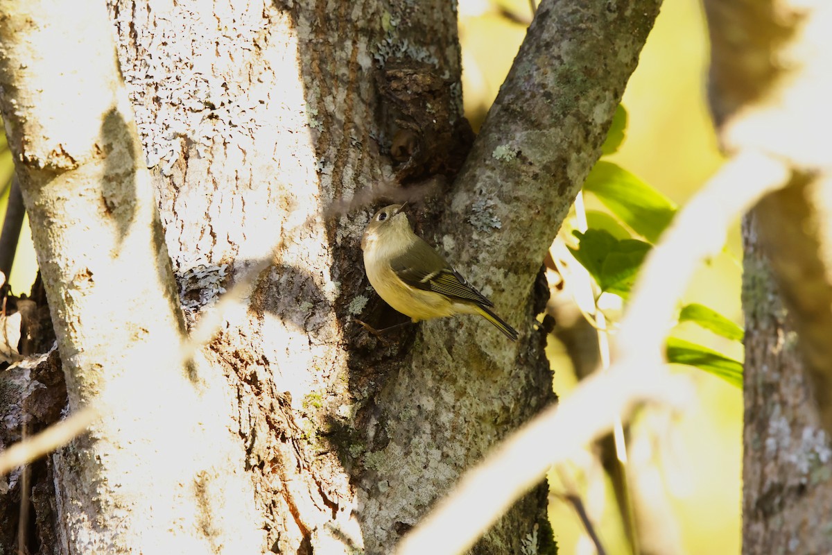 Ruby-crowned Kinglet - ML642925030
