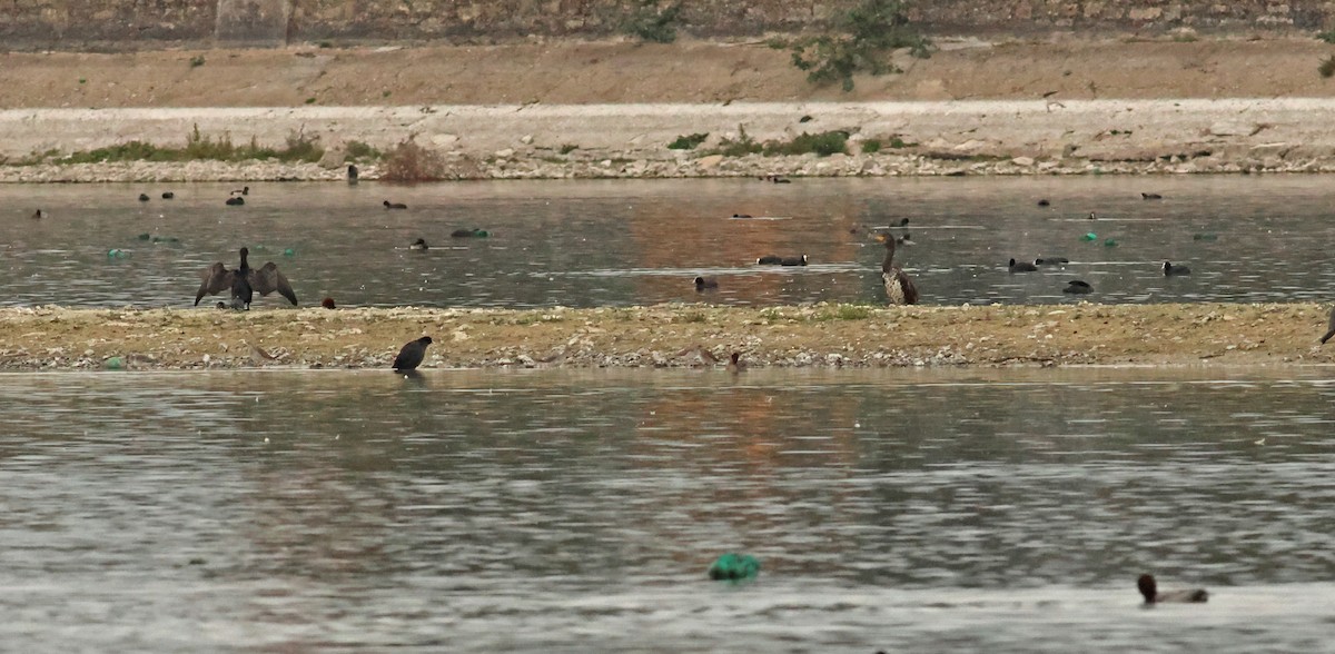 jespák bojovný - ML642925043