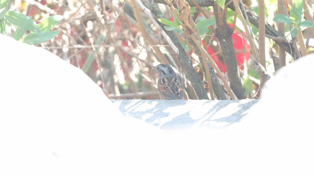 Swamp Sparrow - ML642925045