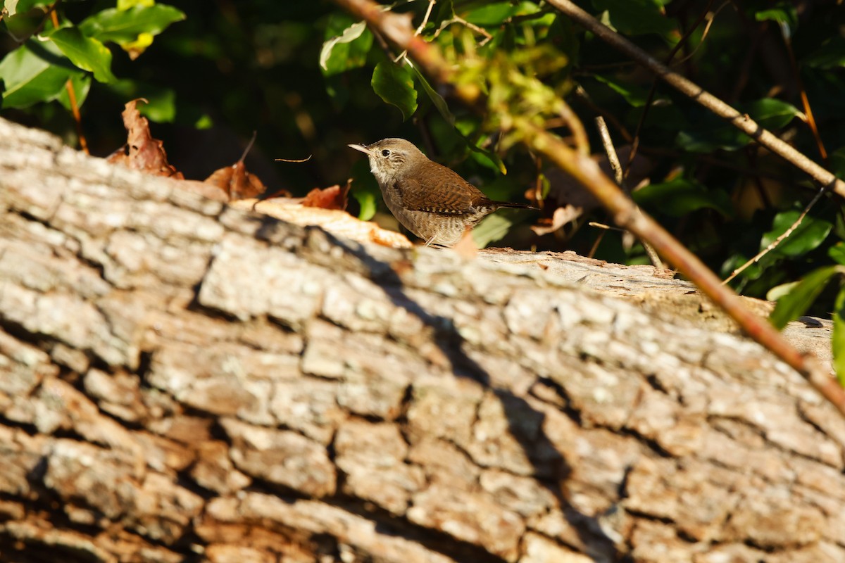 Northern House Wren - ML642925057