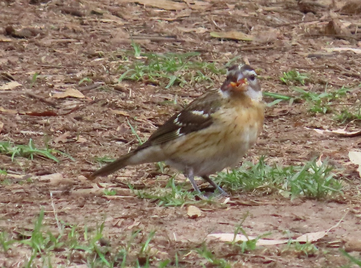Black-headed Grosbeak - ML642925063